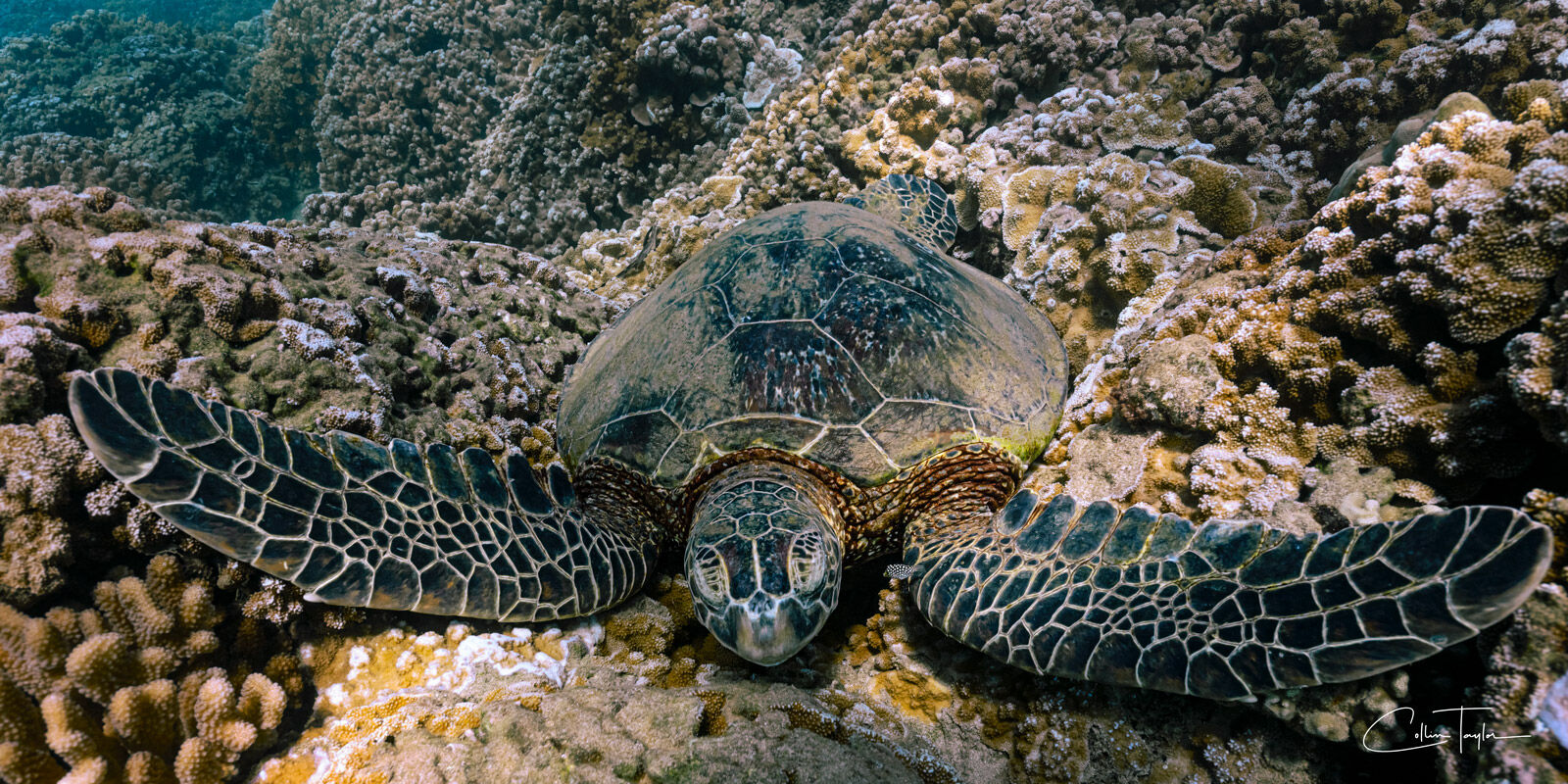 A sea turtle rests 20ft below the oceans surface among the reef and fish.